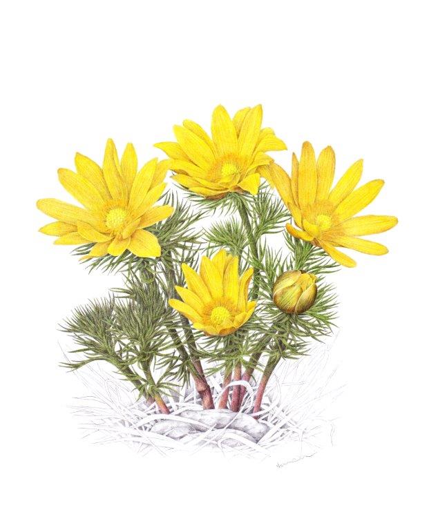 Hlaváček jarní – Kresba - tužky a pastelky
